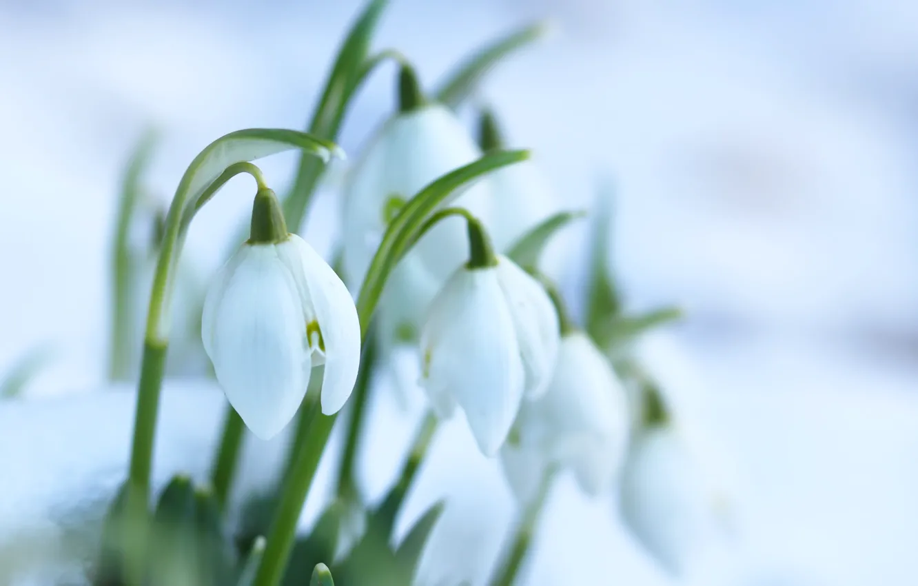 Photo wallpaper snow, flowers, spring, snowdrops, the snow, white background, white, buds