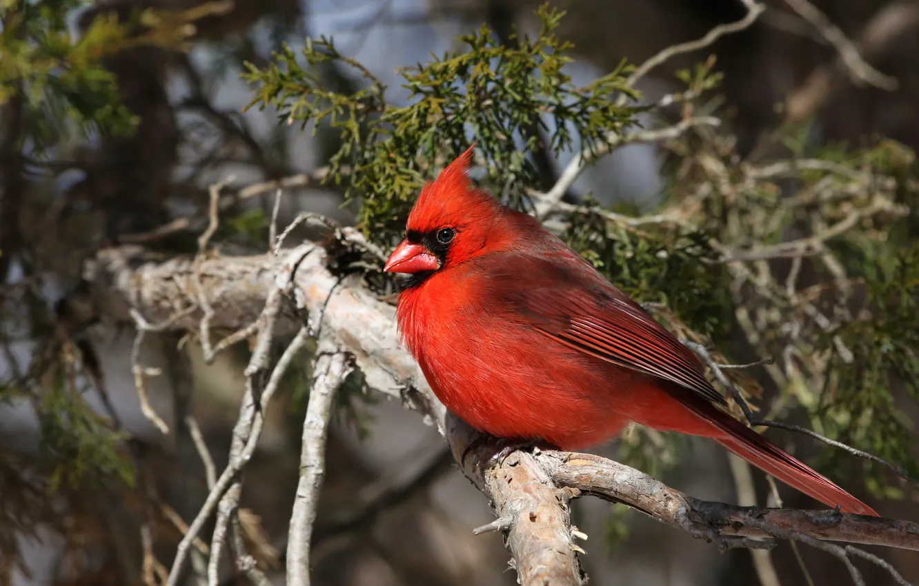 Photo wallpaper red, background, cardinal, needles, bird, branches