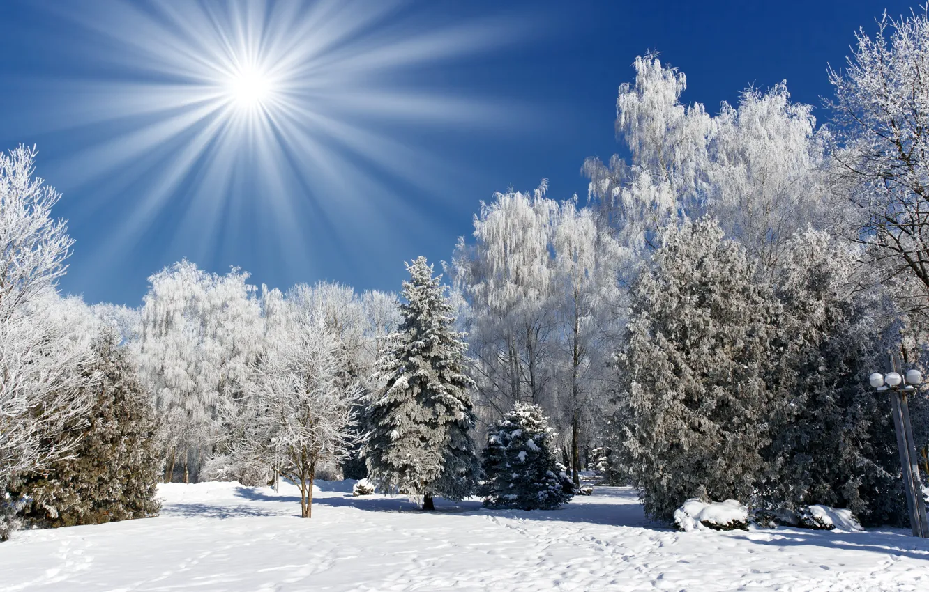 Photo wallpaper the sun, trees, tree, winter, snow, winter landscape