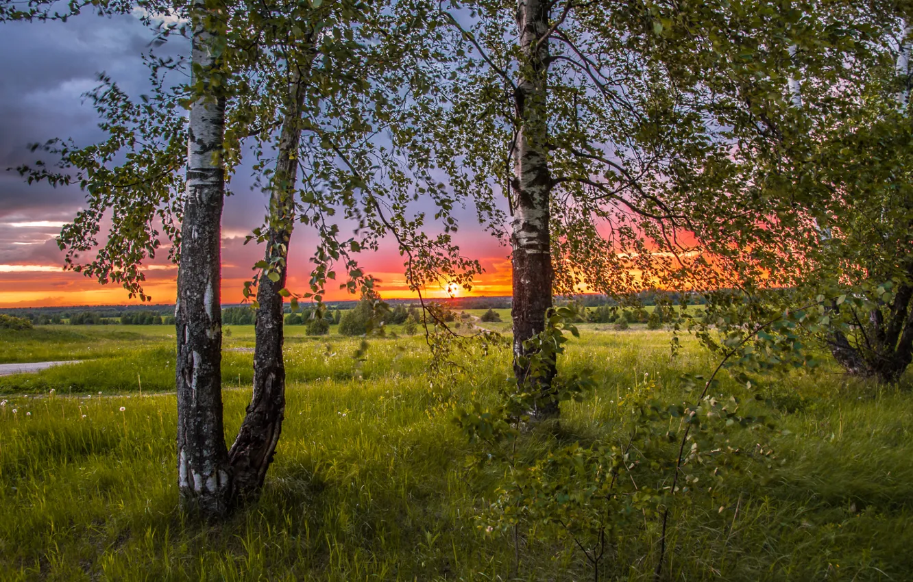 Photo wallpaper the sky, grass, the sun, trees, sunset, nature, twilight, birch