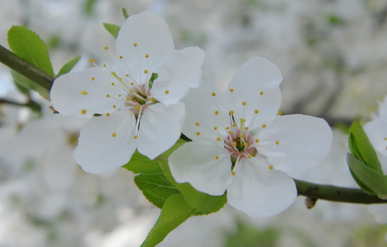 Photo wallpaper macro, flowers, branches, cherry, spring, petals, white