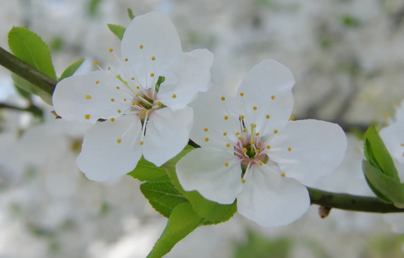 Photo wallpaper macro, cherry, branch, spring, petals, white, flowers