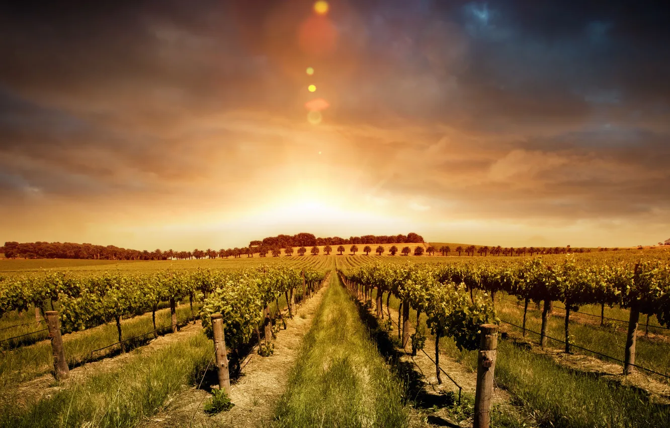 Photo wallpaper the sky, the sun, clouds, landscape, horizon, grapes, the beds, grape