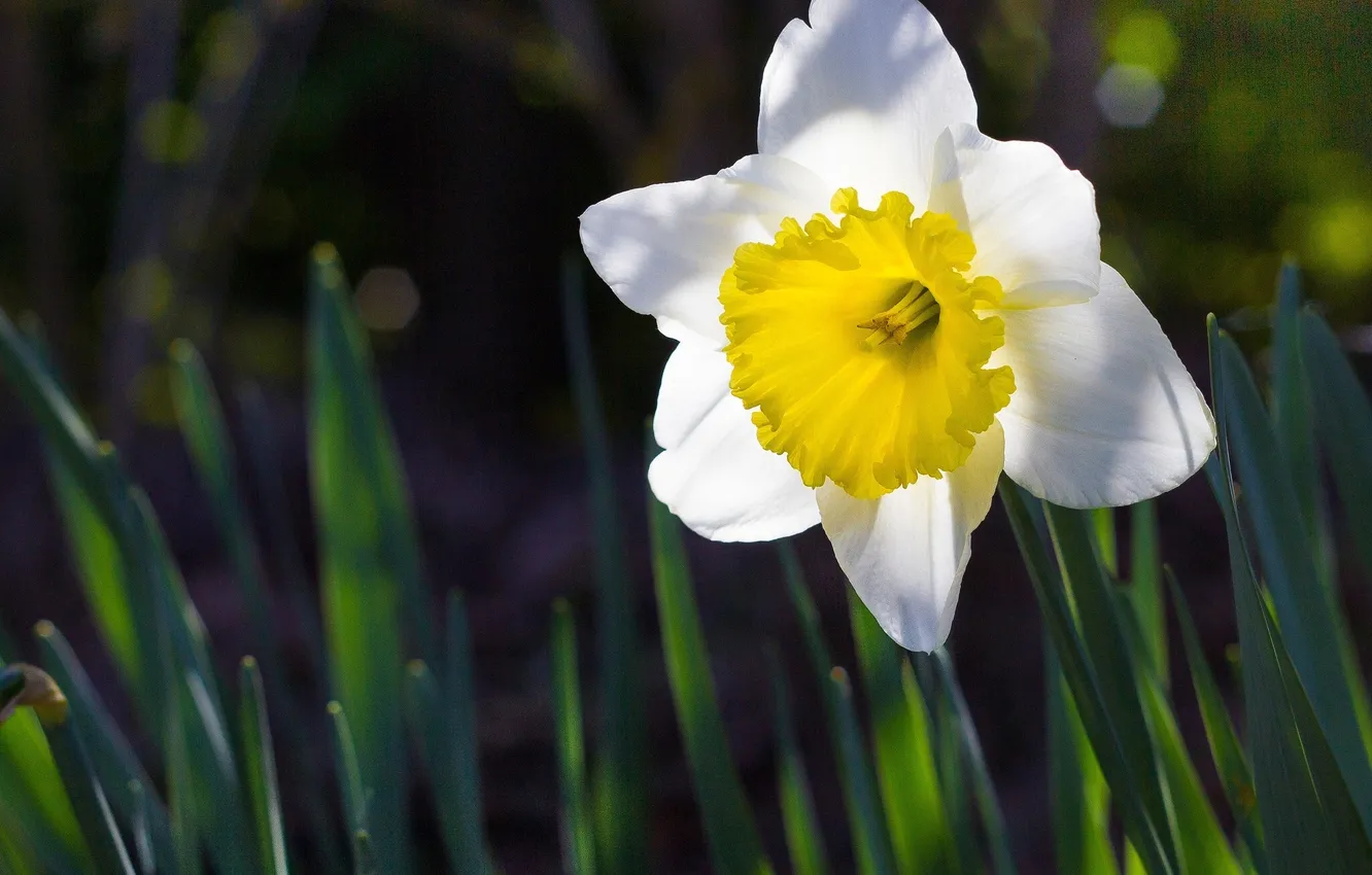 Photo wallpaper macro, spring, Narcissus