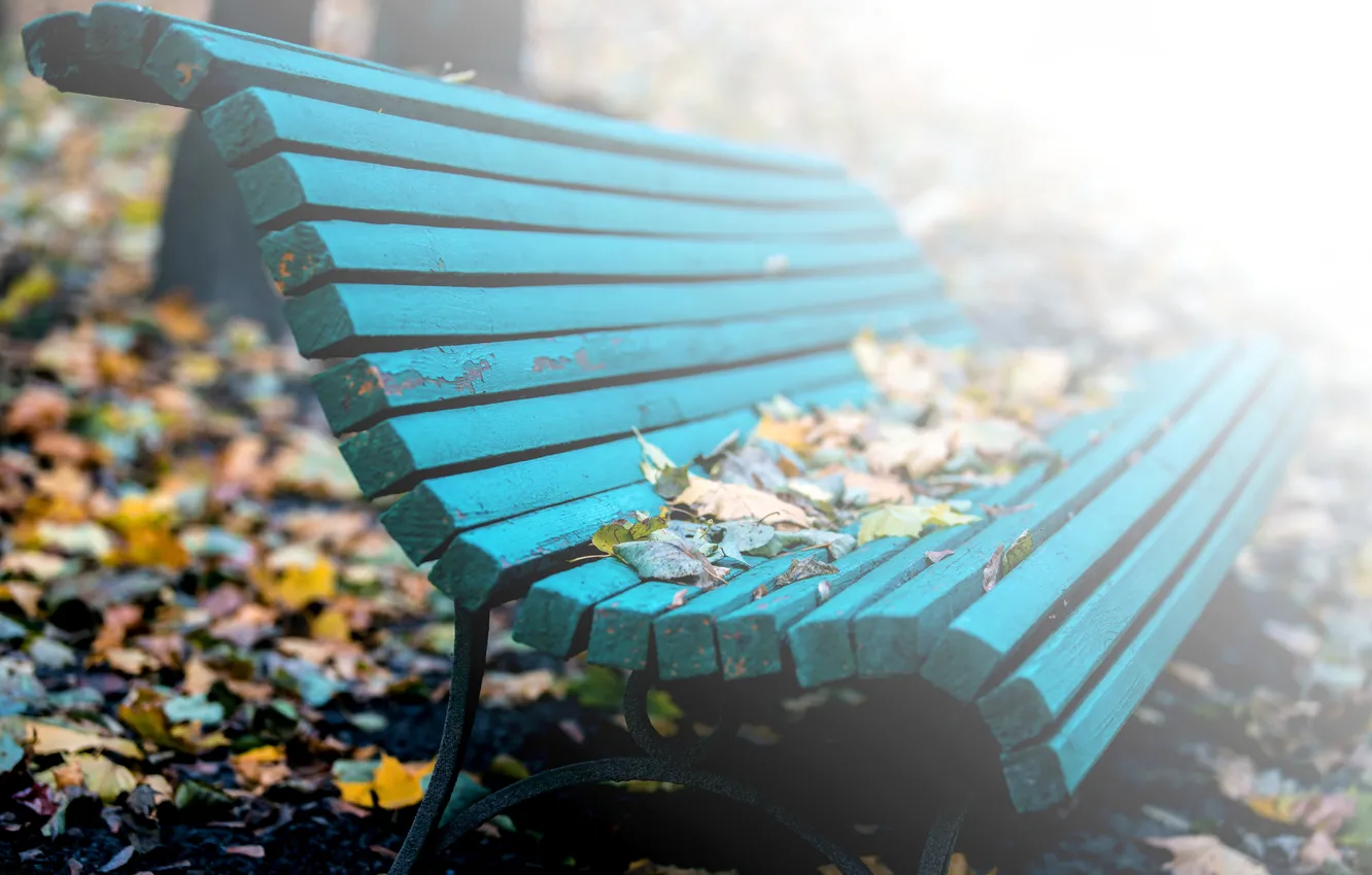 Photo wallpaper leaves, nature, bench