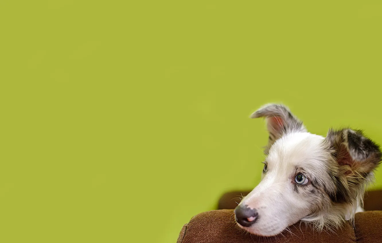 Photo wallpaper look, background, each, dog