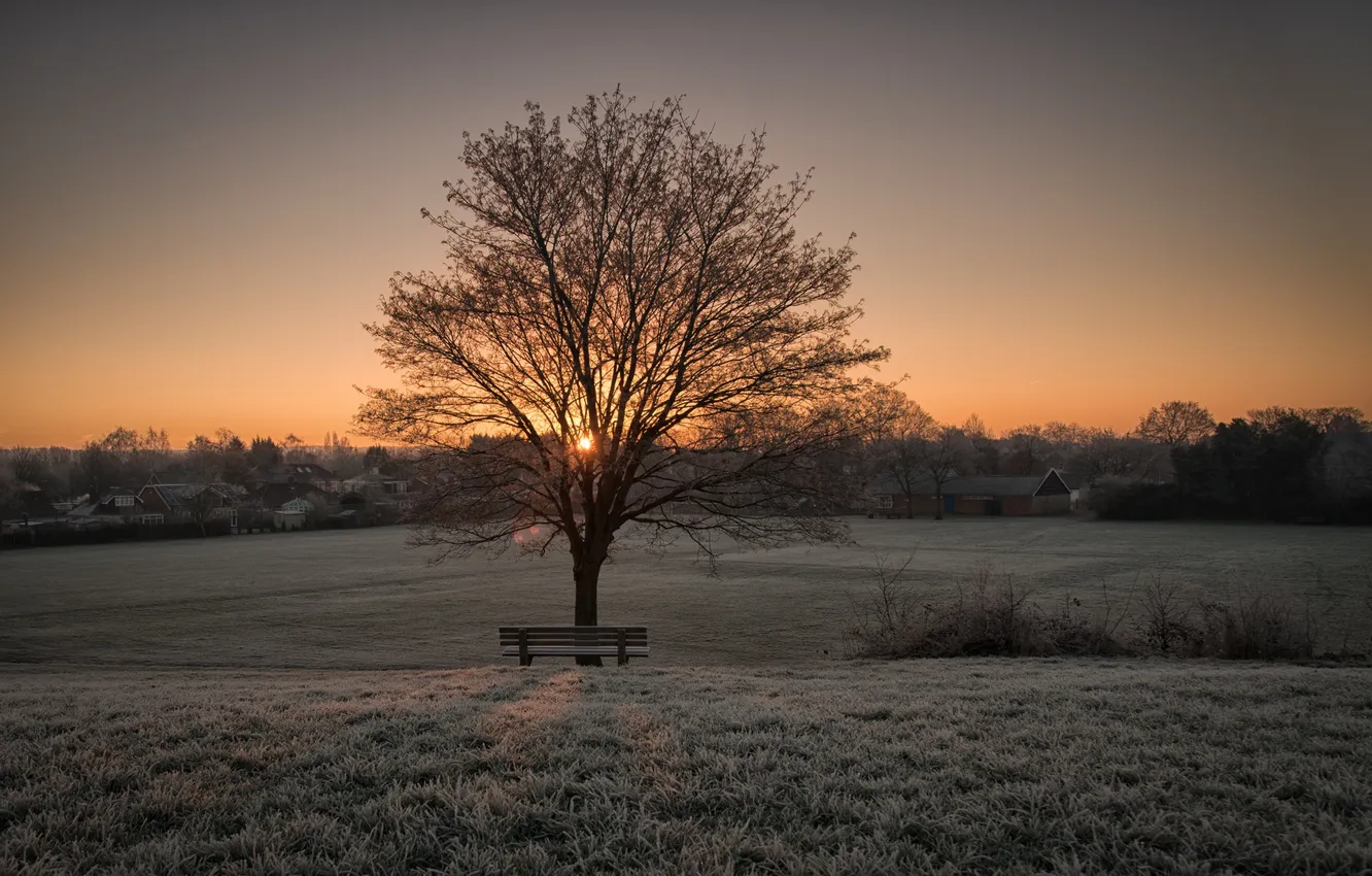 Photo wallpaper tree, morning, bench
