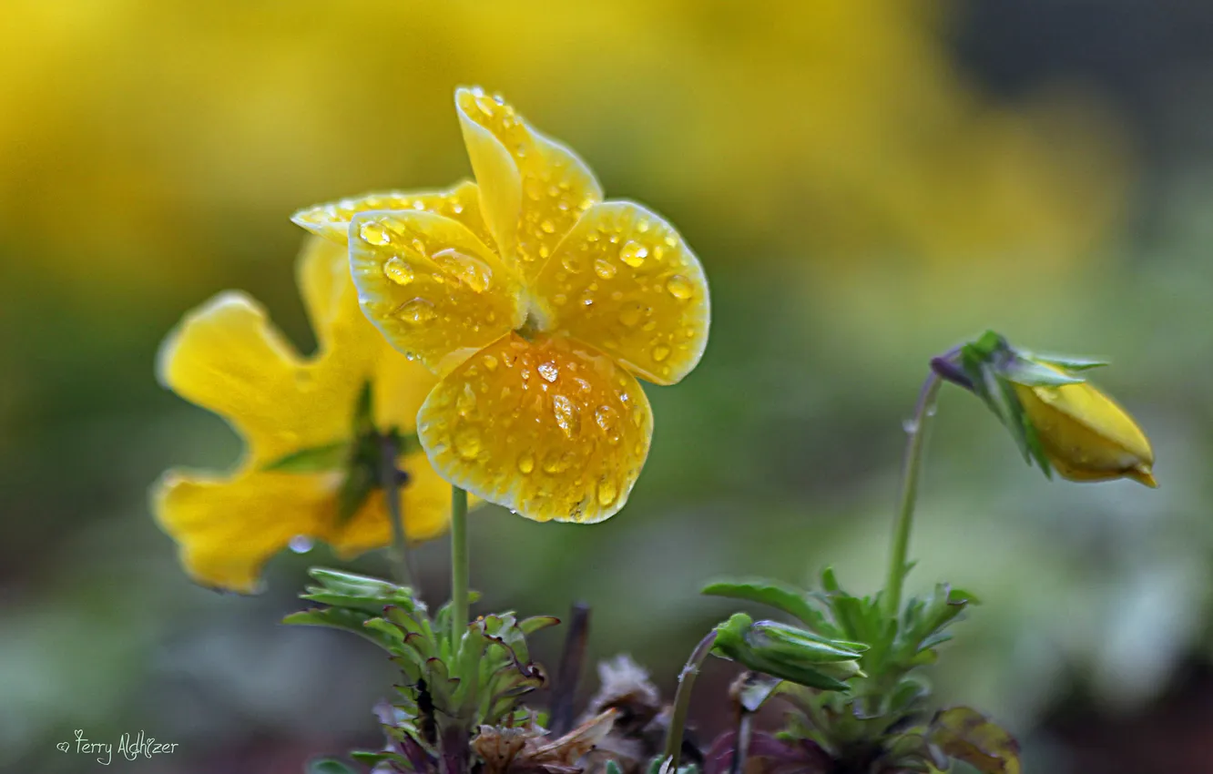 Photo wallpaper macro, flowers, yellow, viola