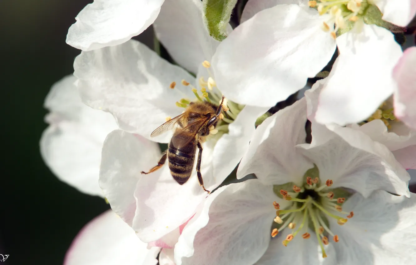 Photo wallpaper flower, apple tree, Bee