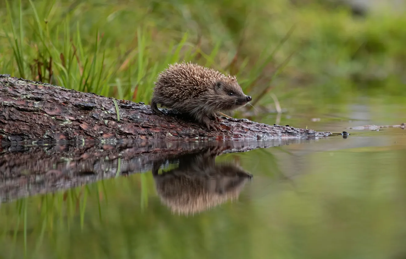 Photo wallpaper grass, water, trees, pond, reflection, shore, muzzle, log