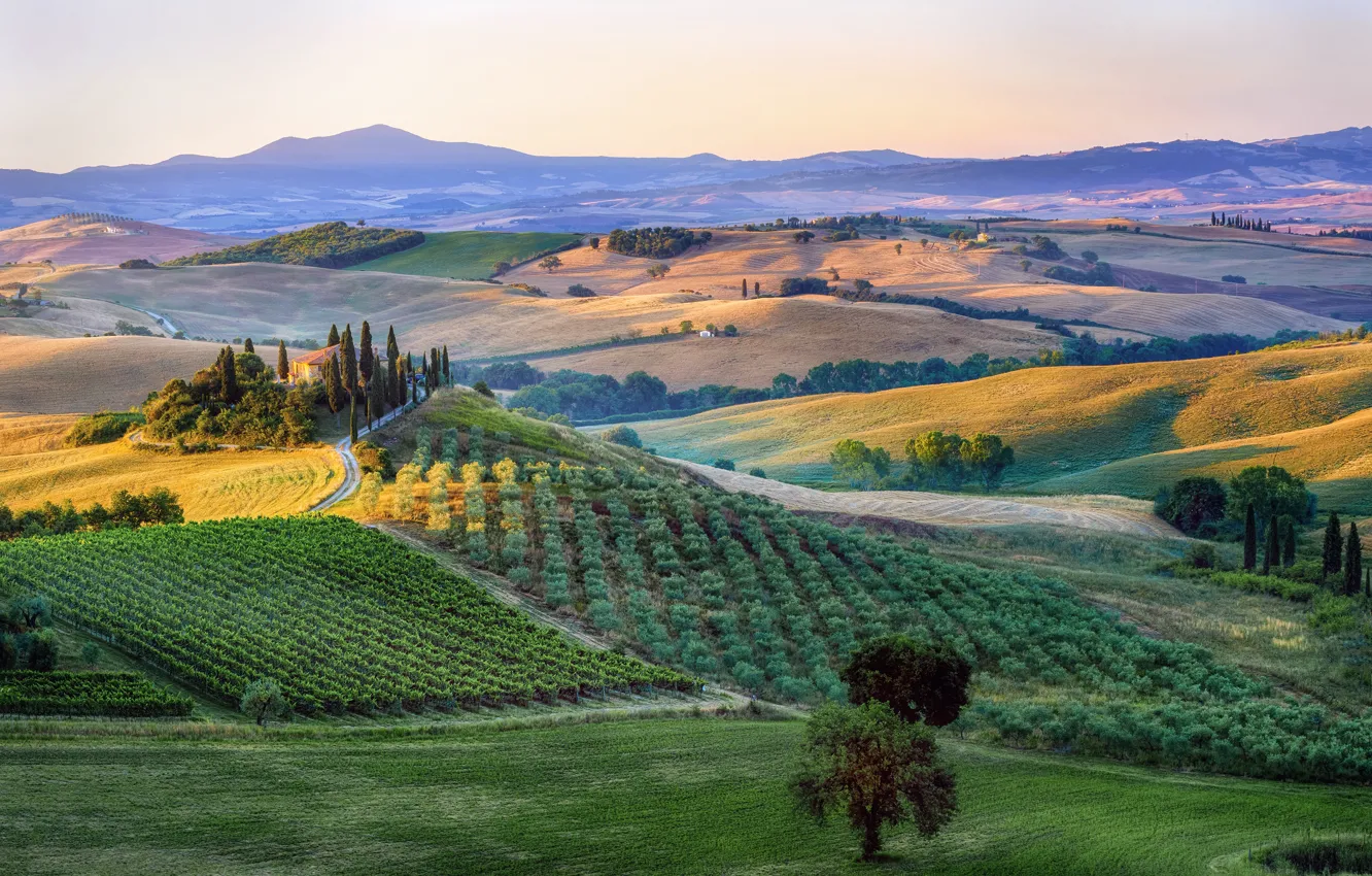 Photo wallpaper field, trees, mountains, dawn, Italy, the bushes, plantation, Tuscany