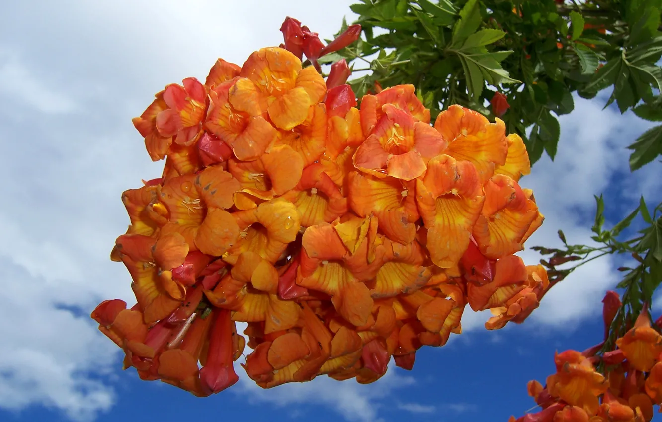 Photo wallpaper flowers, photo, orange, campsis