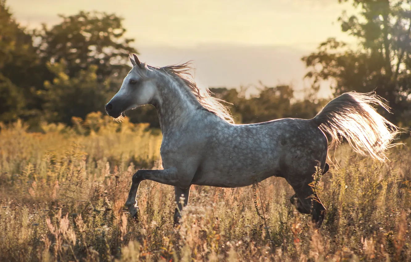 Photo wallpaper summer, nature, horse