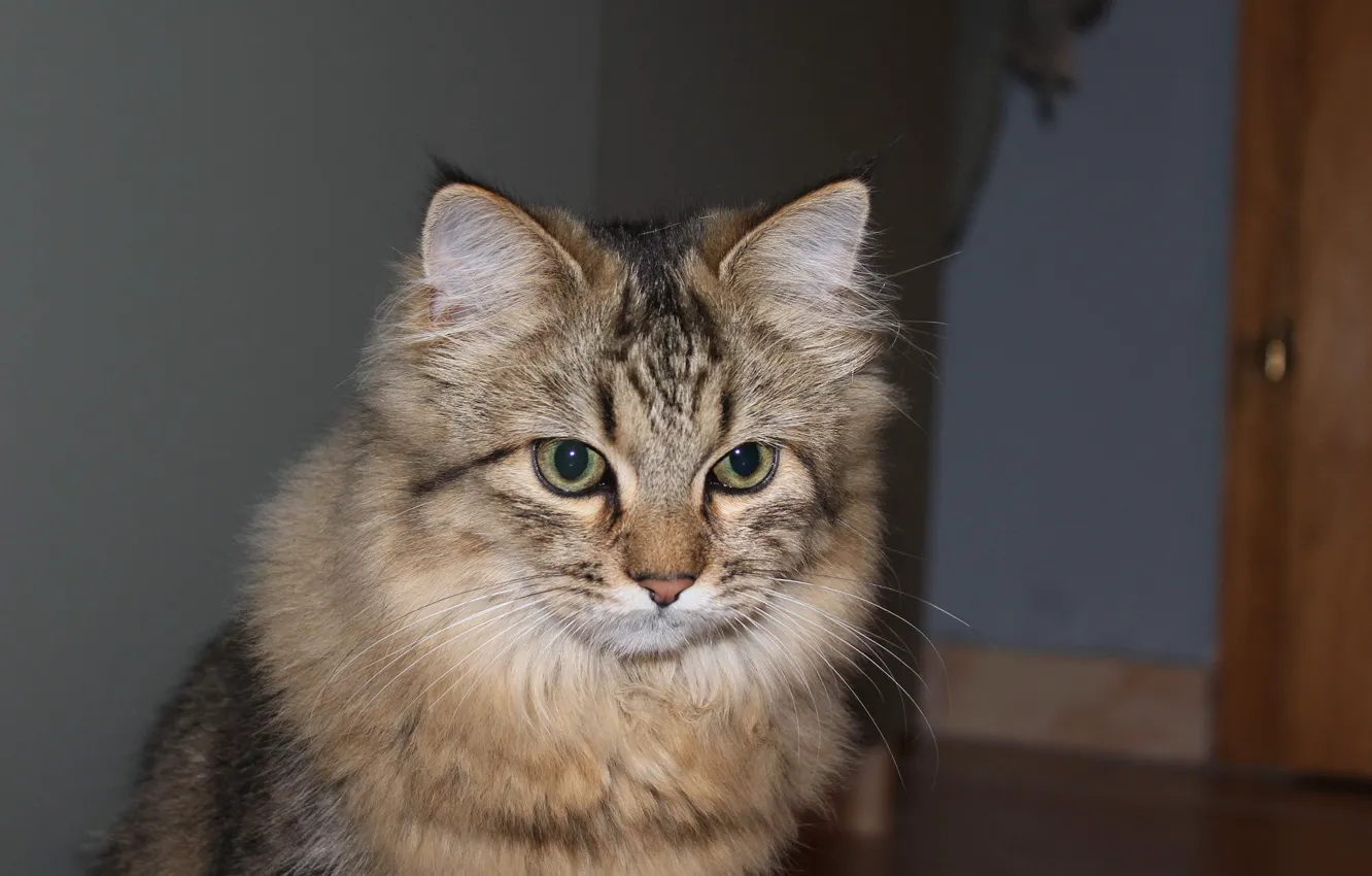 Photo wallpaper cat, sitting, fluffy