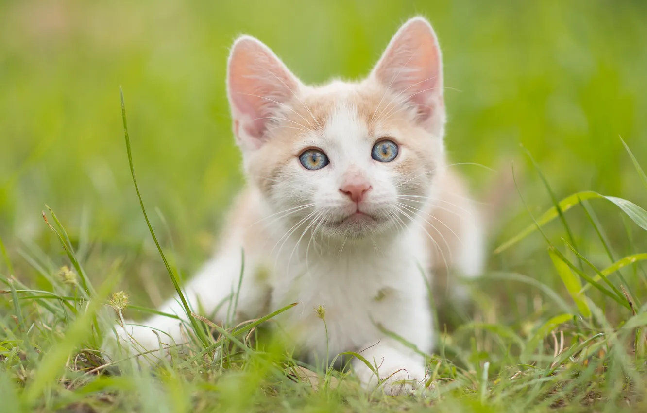 Photo wallpaper grass, look, muzzle, kitty, ears
