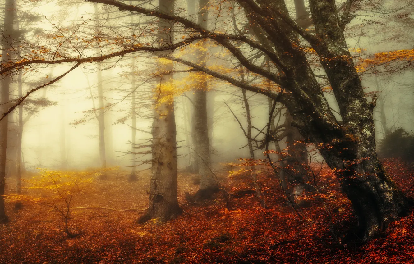 Photo wallpaper autumn, forest, branches, fog, tree, morning