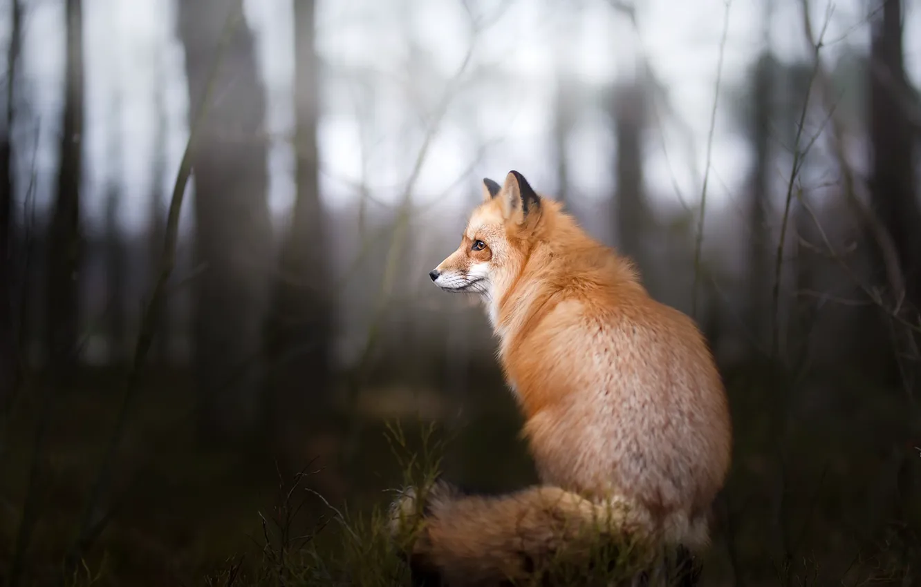 Photo wallpaper nature, background, Fox