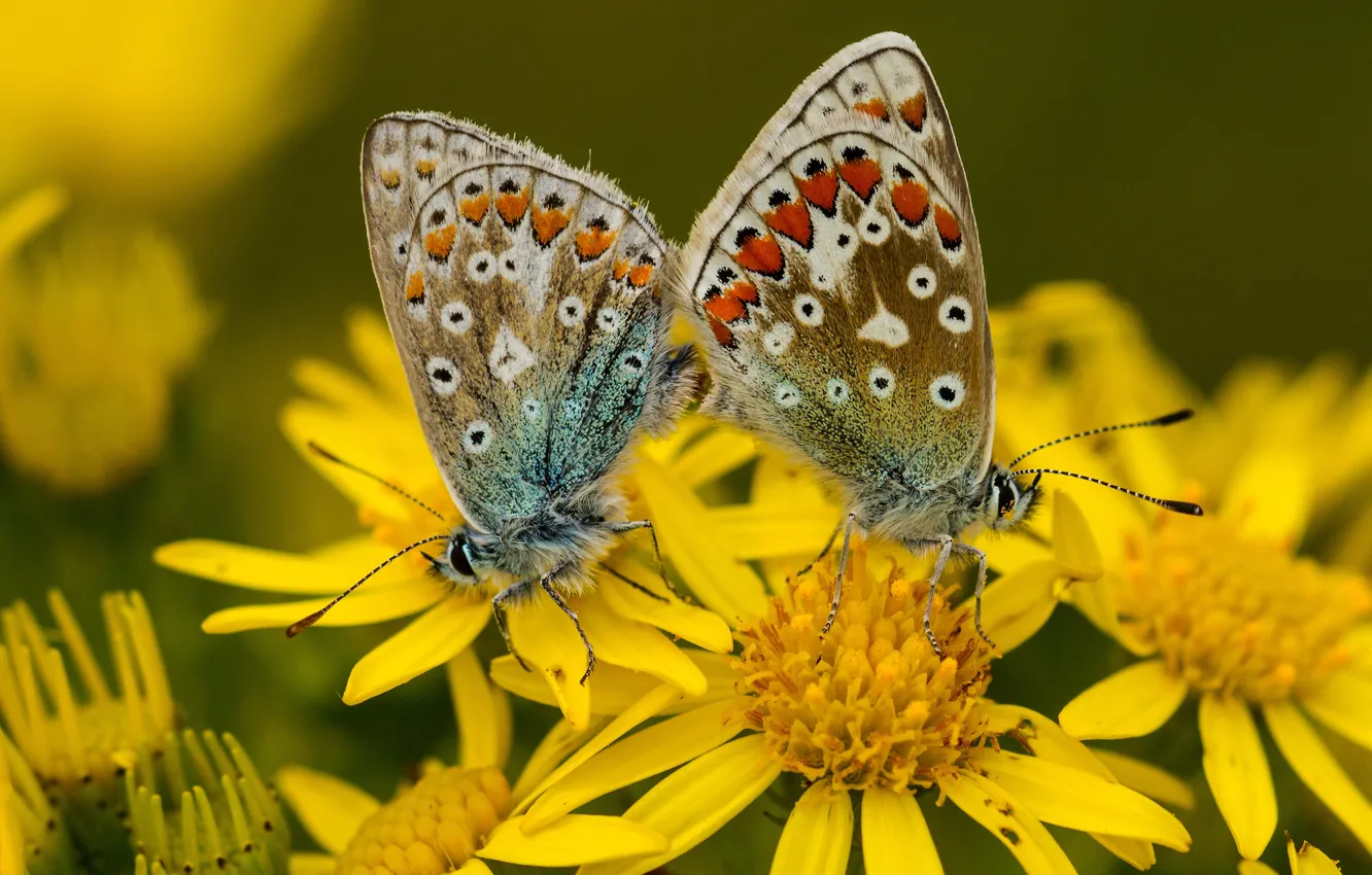 Photo wallpaper macro, flowers, yellow, butterfly, two, a couple, Duo