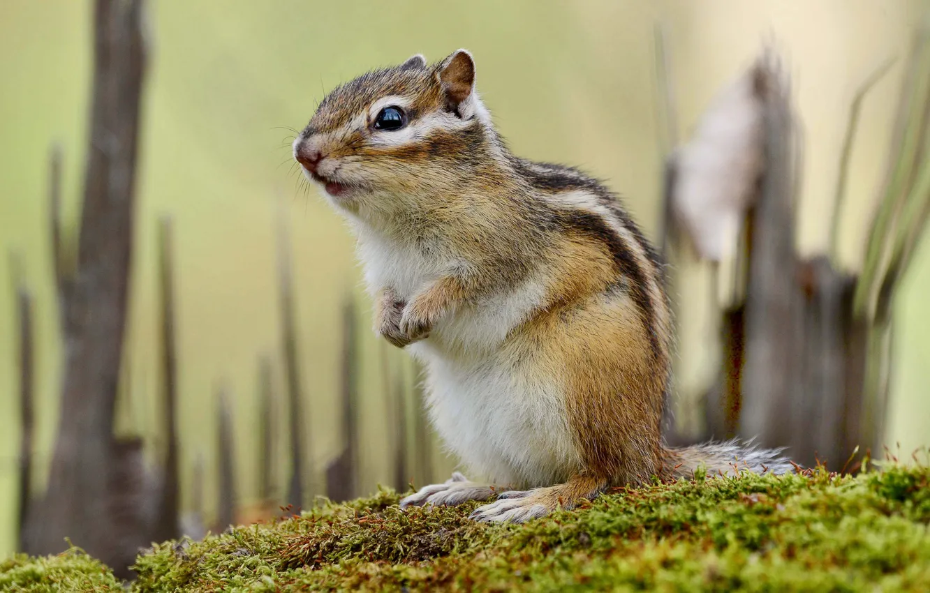 Photo wallpaper moss, Chipmunk, rodent, Mikhail Belousov