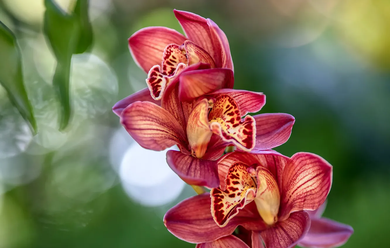 Photo wallpaper tropics, exotic, Orchid