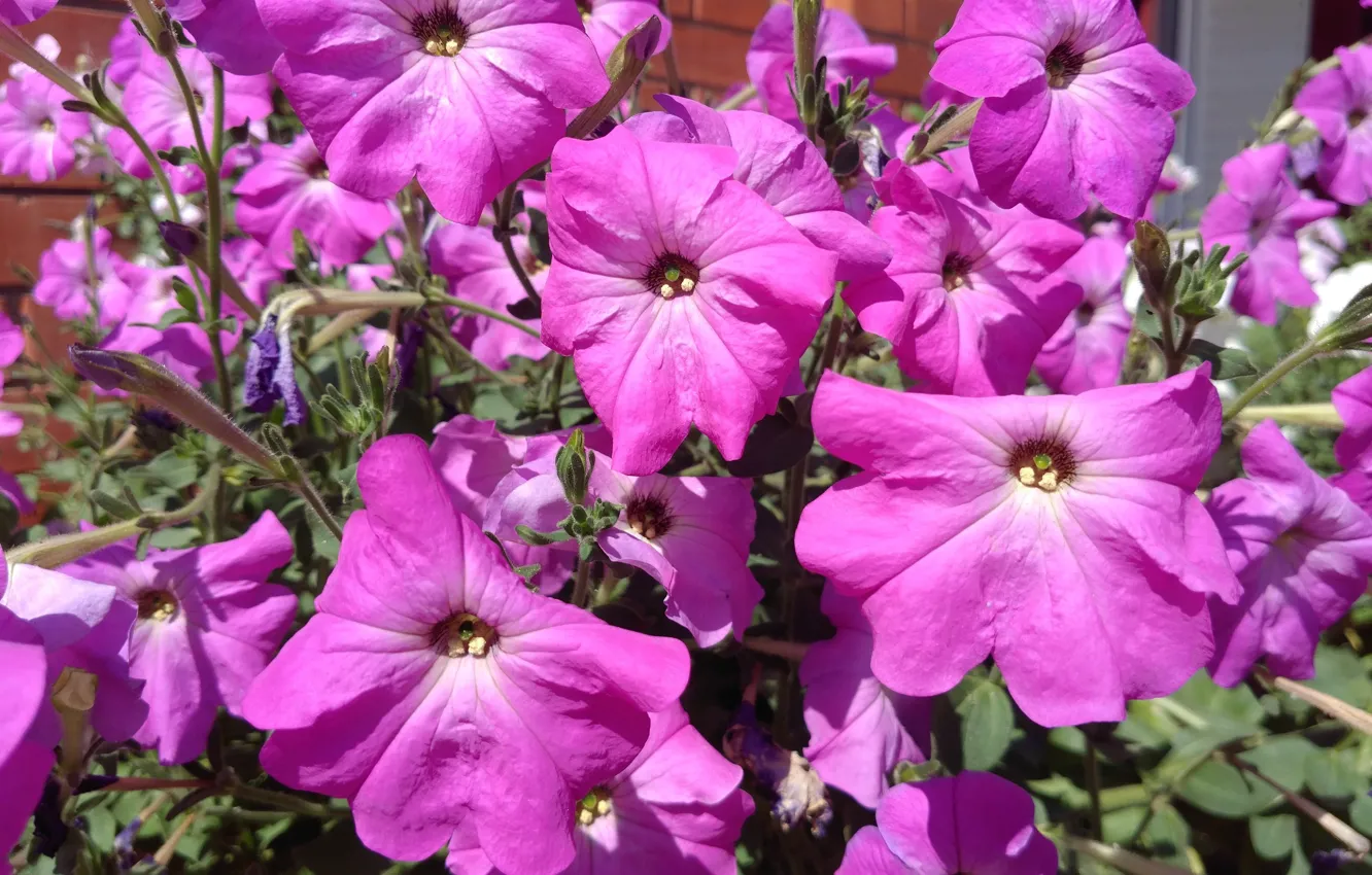 Photo wallpaper summer, flowerbed, Petunia, Mamala ©