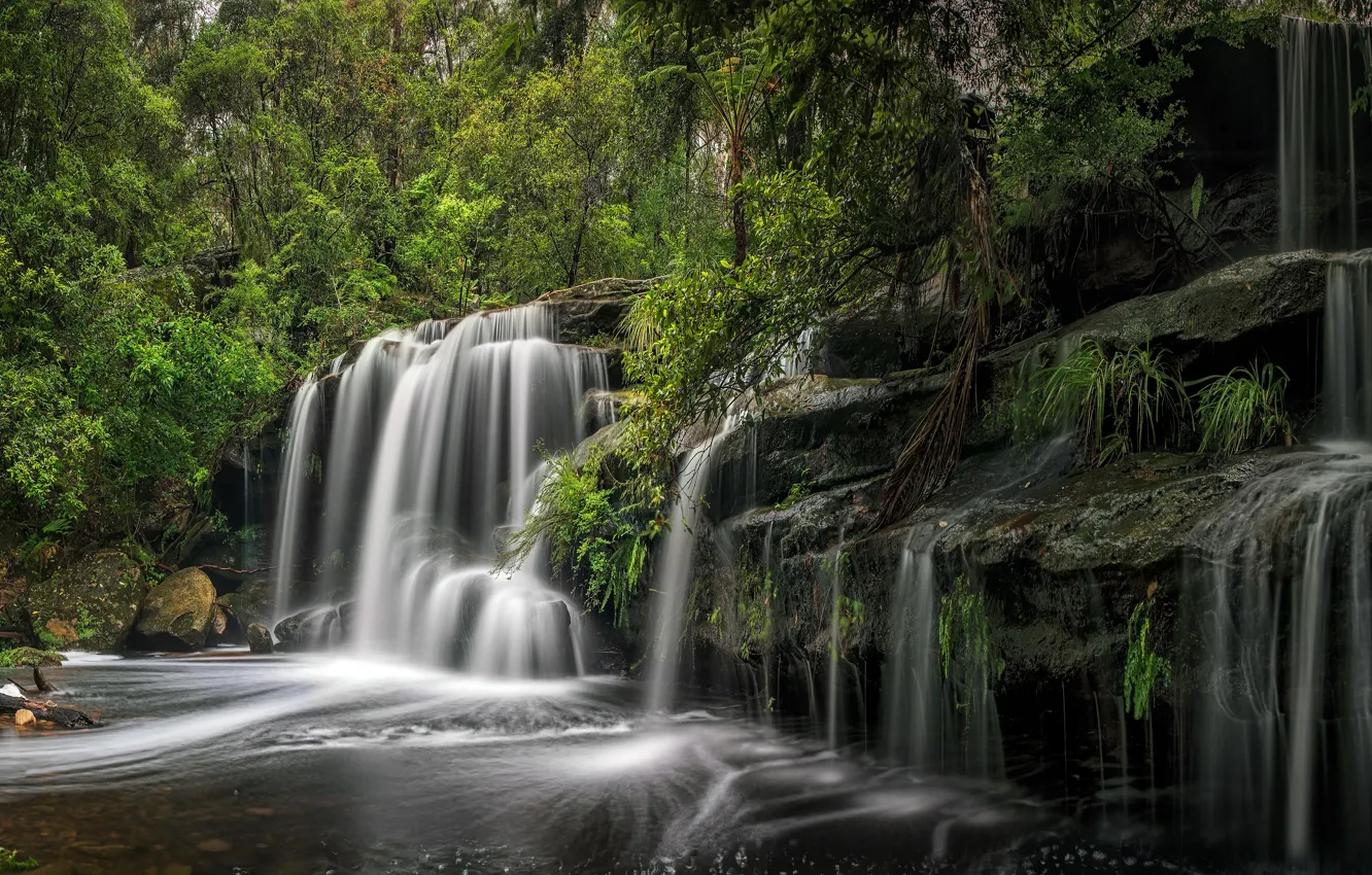 Photo wallpaper greens, forest, summer, leaves, branches, nature, stones, rocks