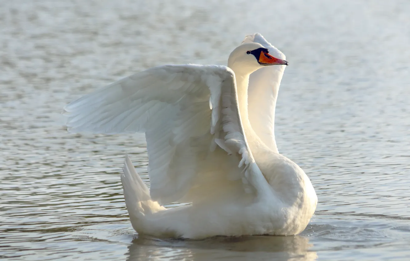 Photo wallpaper white, pose, bird, Swan, pond