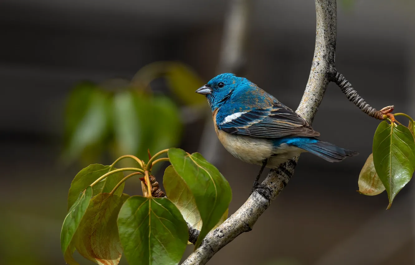 Photo wallpaper leaves, branches, blue, bird