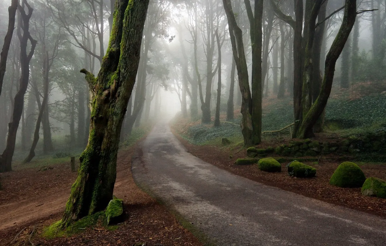 Wallpaper forest, road, trees images for desktop, section природа ...