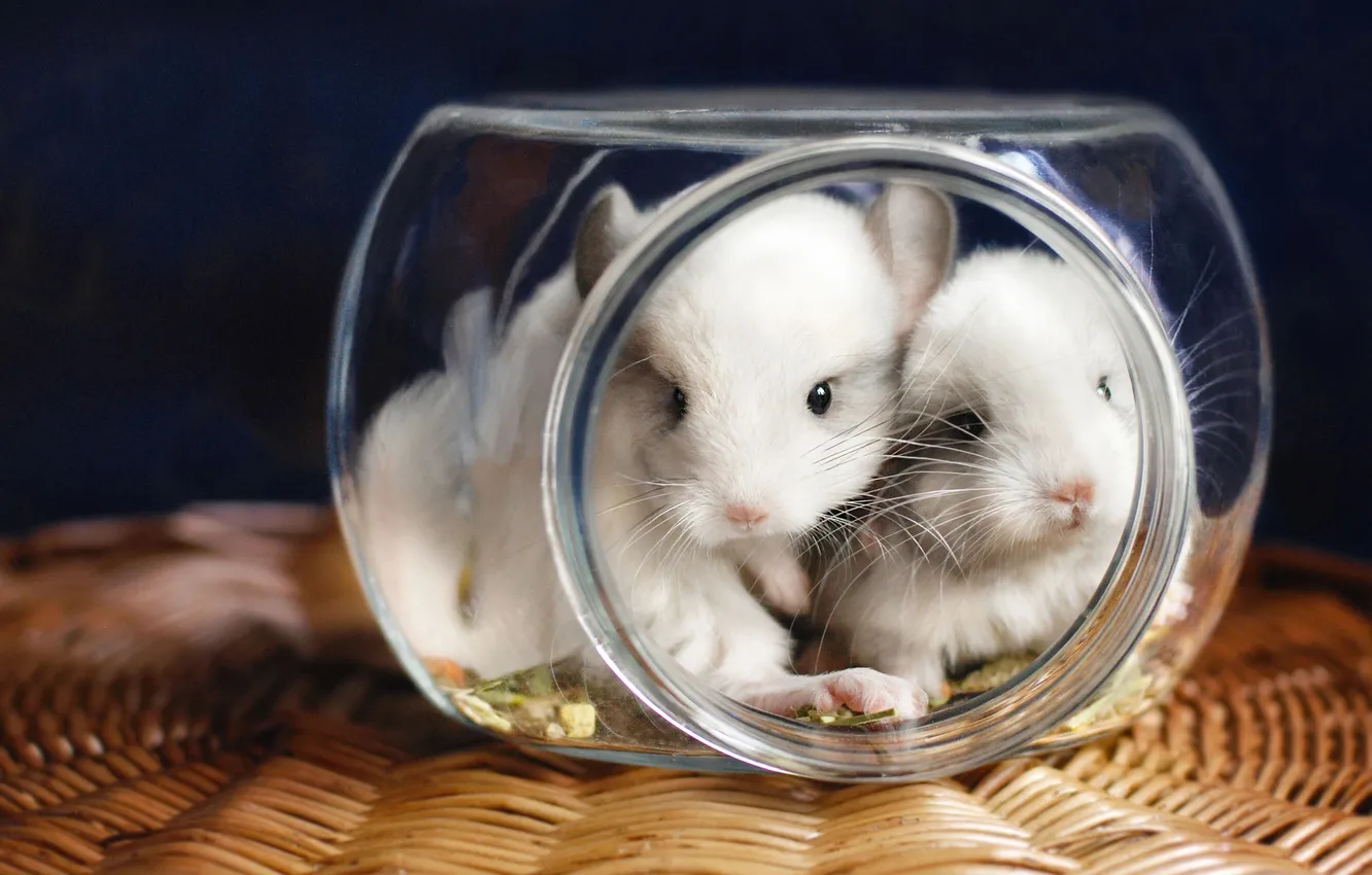 Photo wallpaper look, glass, sweetheart, together, two, muzzle, Bank, white