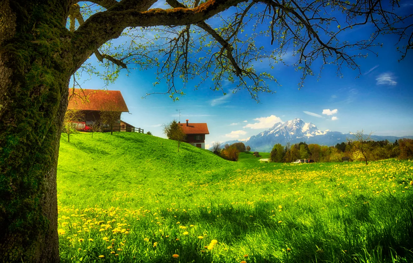 Photo wallpaper greens, grass, flowers, mountains, glade, moss, home, spring