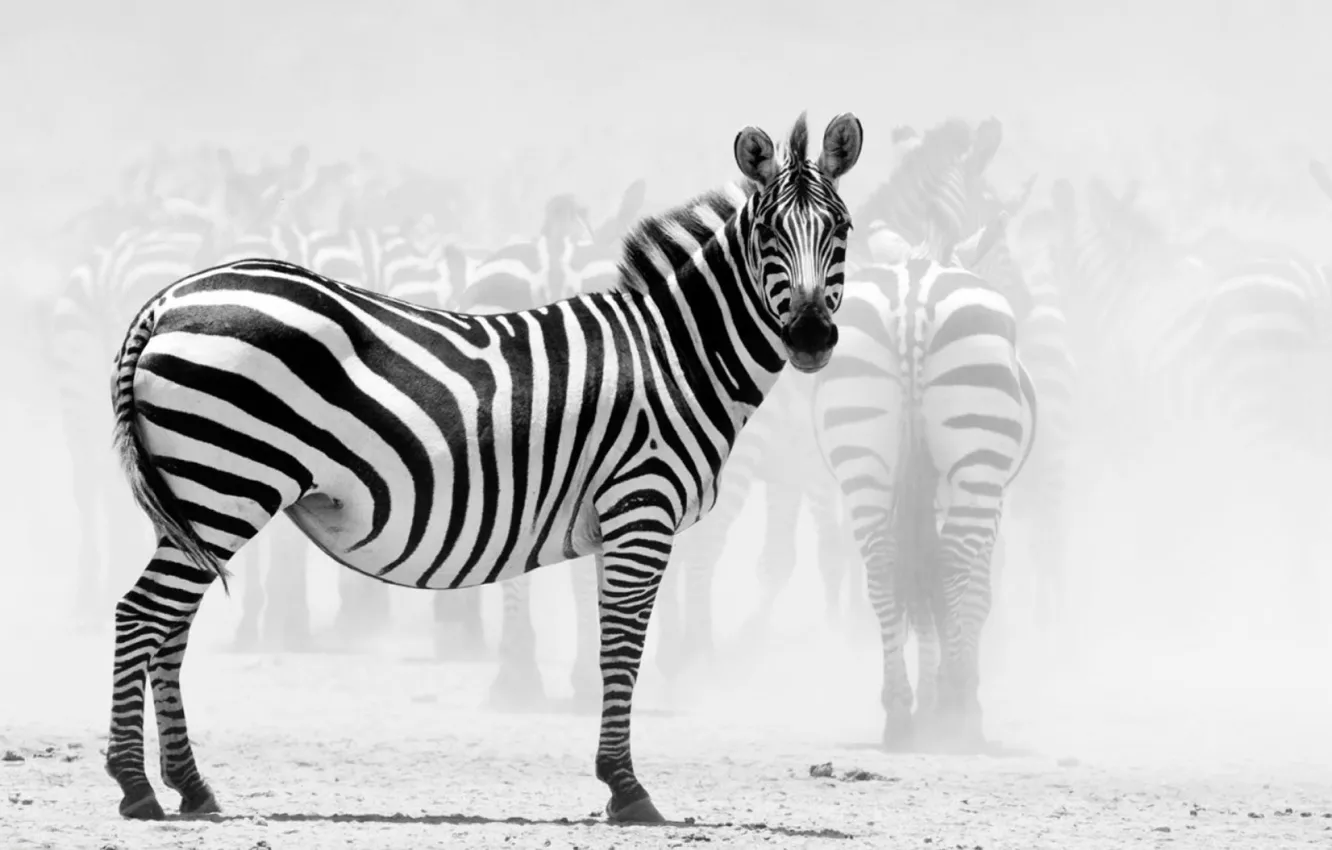 Photo wallpaper animal, Africa, zebra, wildlife, wild