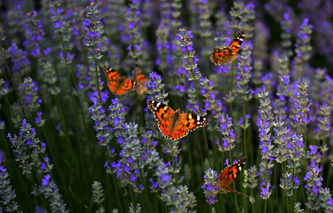Photo wallpaper field, summer, macro, flight, flowers, orange, mood, butterfly