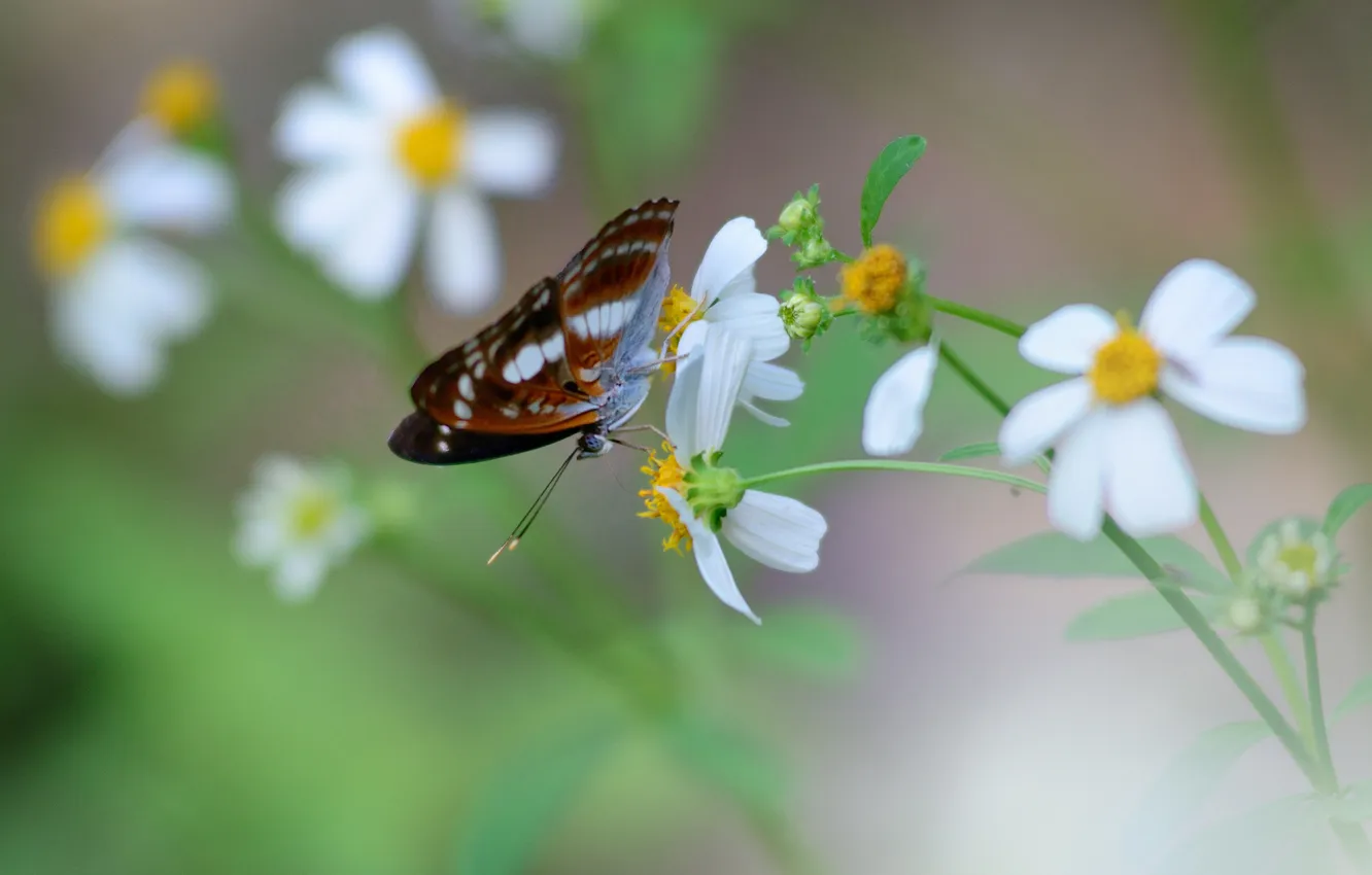 Photo wallpaper flowers, butterfly, white, kosmeya
