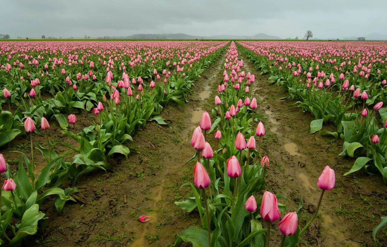 Photo wallpaper field, flowers, tulips