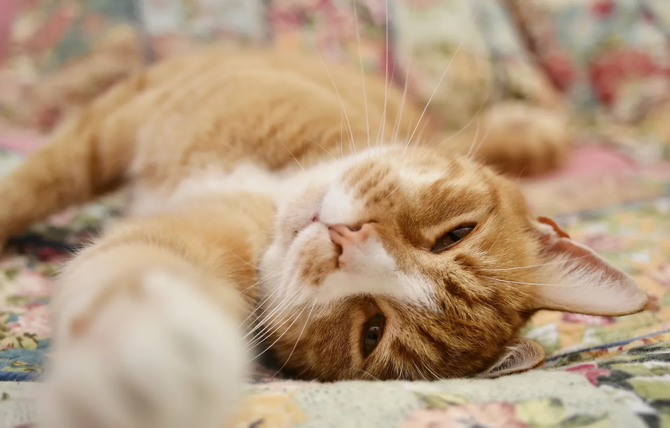 Photo wallpaper cat, cat, muzzle, red