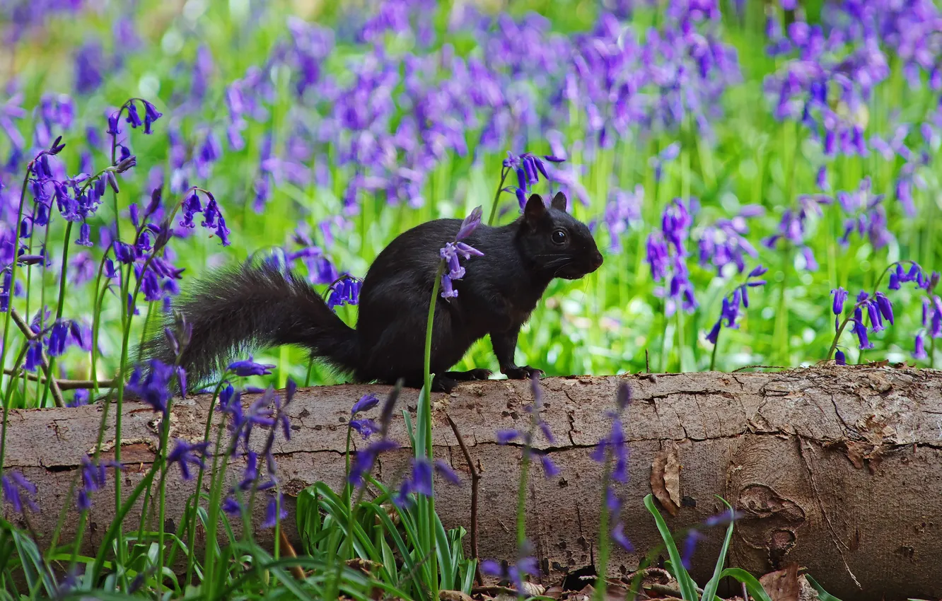Photo wallpaper glade, black, protein, log, bells