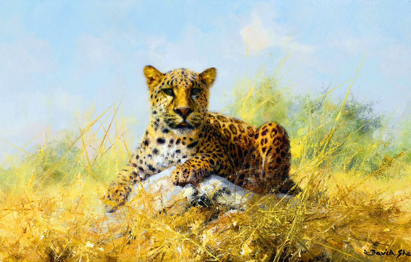 Photo wallpaper Leopard, Grass, Look, Picture, Predator, Big cat, British artist, David Shepard