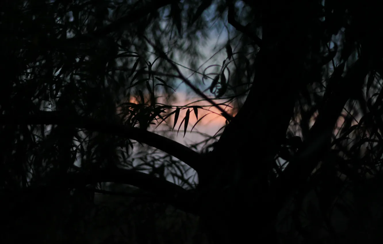 Photo wallpaper leaves, sunset, tree