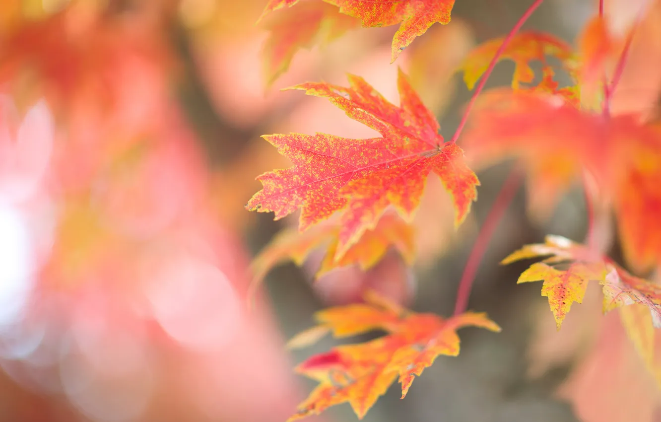 Photo wallpaper leaves, trees, branches, red, glare, background, maple, autumn