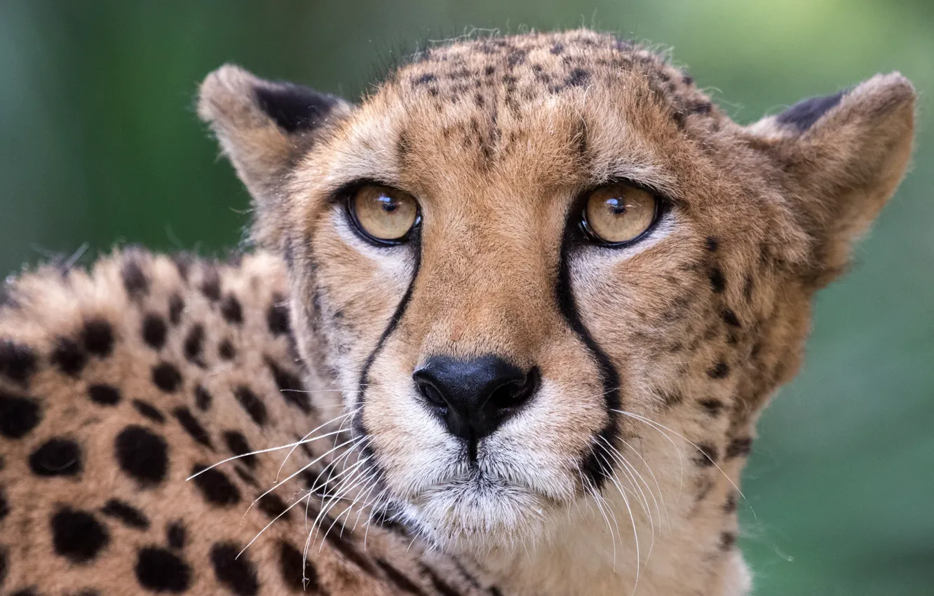 Photo wallpaper eyes, look, face, background, portrait, Cheetah