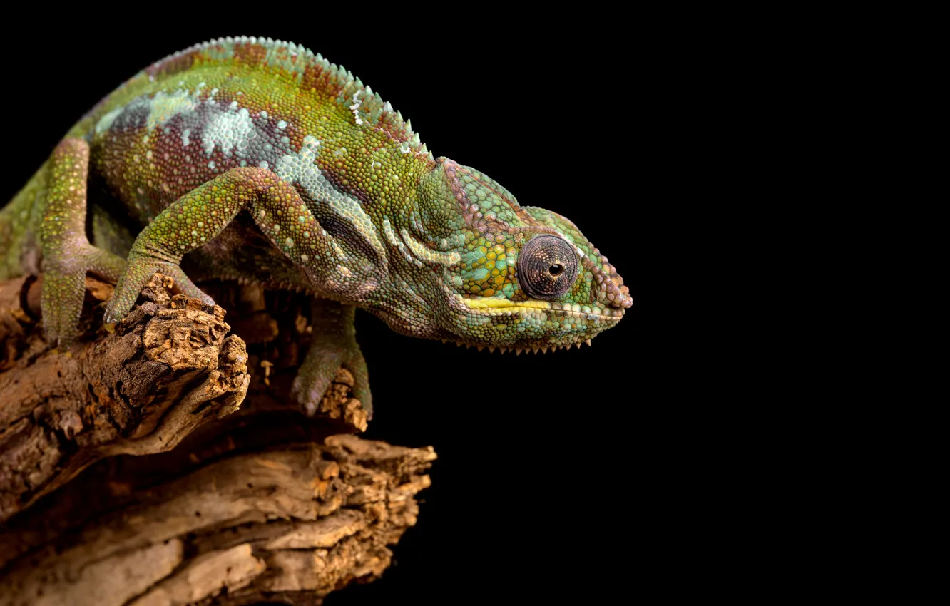 Photo wallpaper look, pose, chameleon, stump, log, black background, reptile