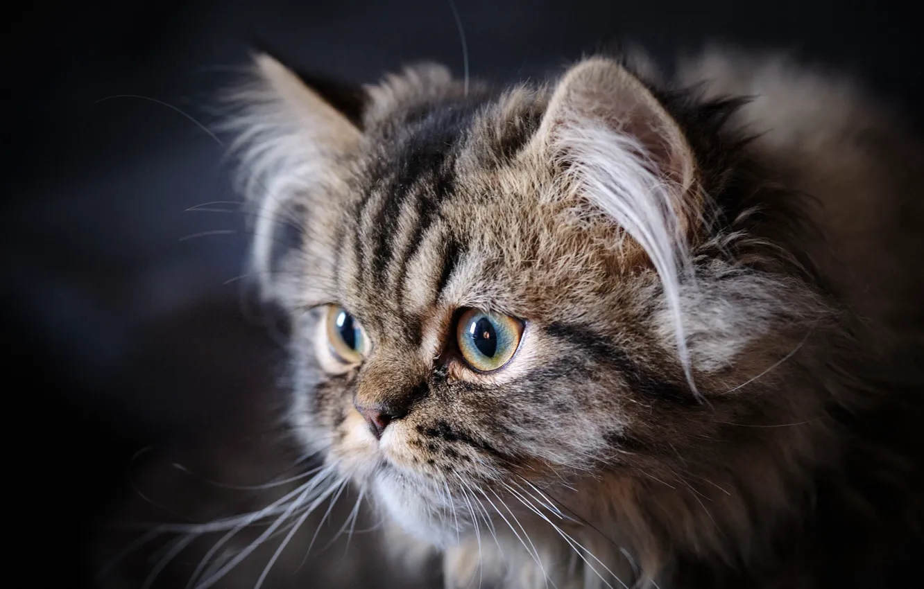 Photo wallpaper cat, look, portrait, muzzle, fluffy