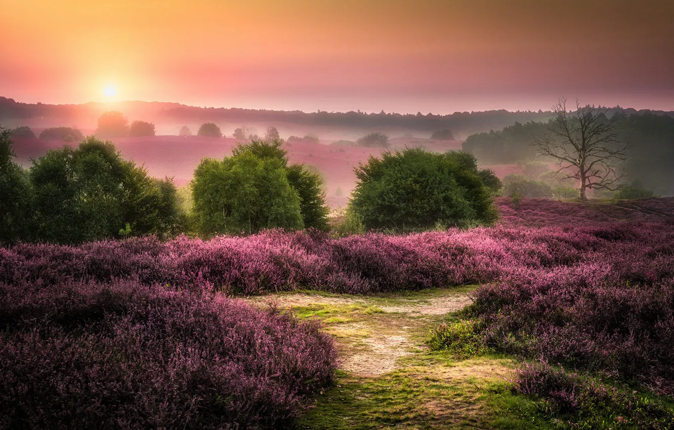 Photo wallpaper forest, the sky, the sun, flowers, fog, dawn, hills, glade