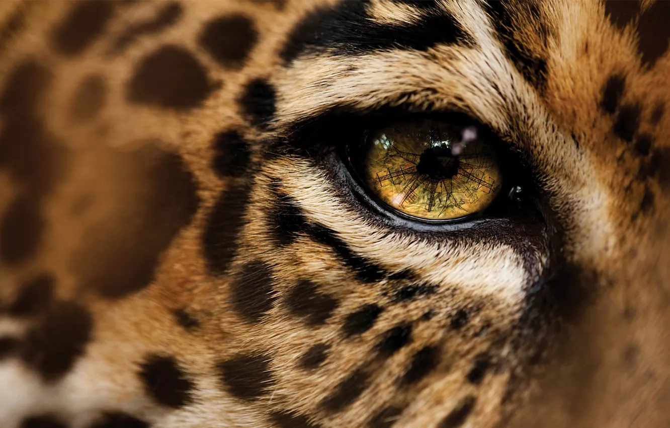Photo wallpaper eyes, macro, leopard