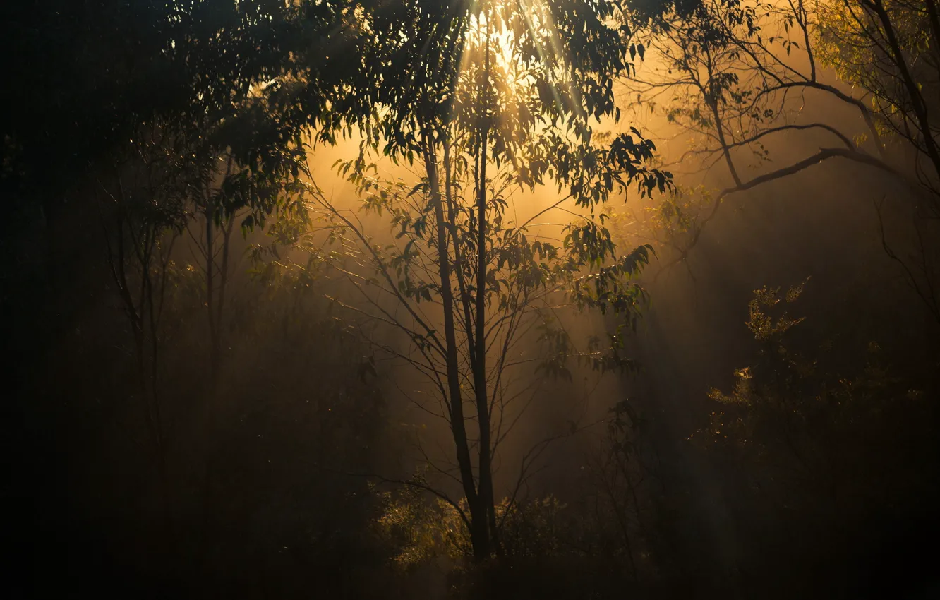 Photo wallpaper forest, light, trees, nature, twilight