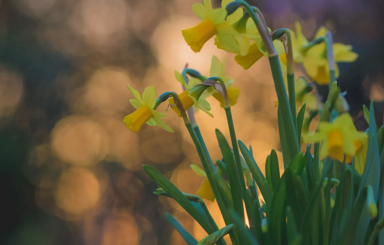 Photo wallpaper glare, background, yellow, Daffodils