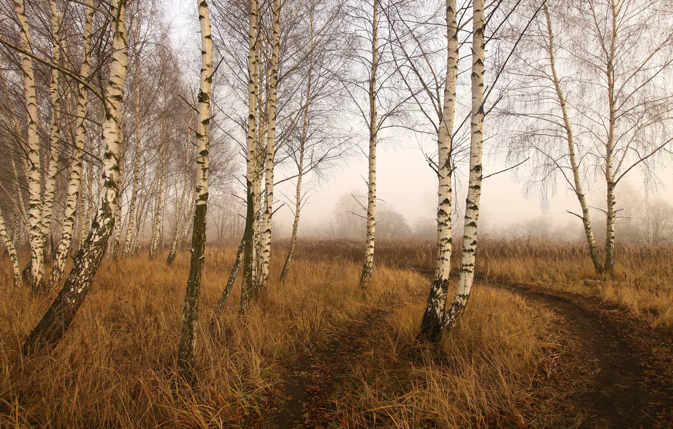 Photo wallpaper field, autumn, birch