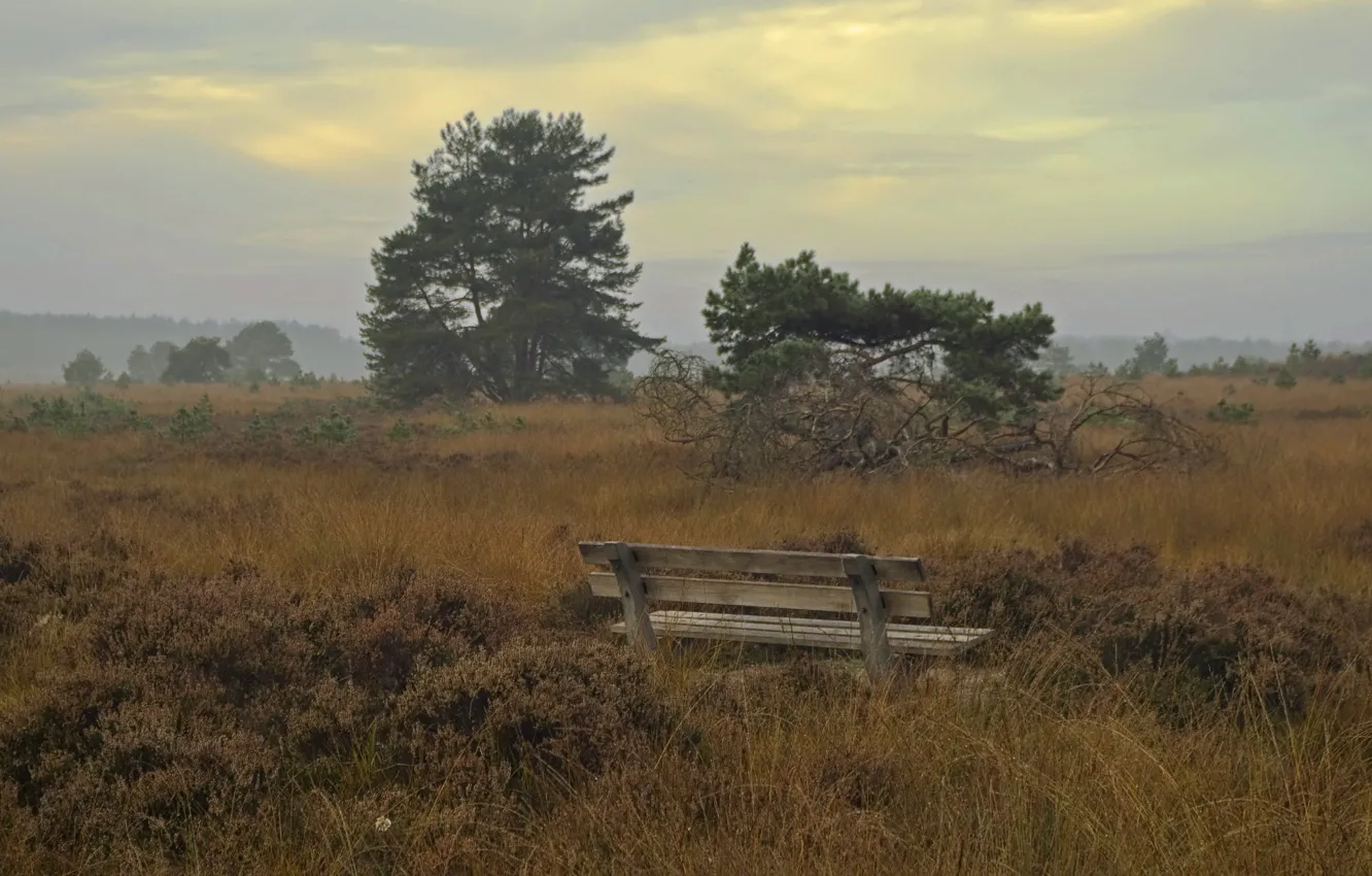 Photo wallpaper field, autumn, bench