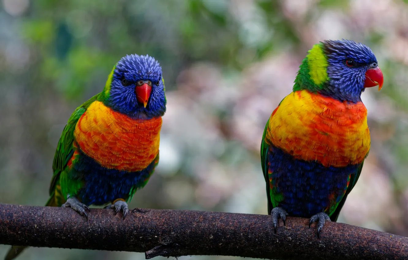 Photo wallpaper bird, parrot, a couple, Rainbow lorikeet